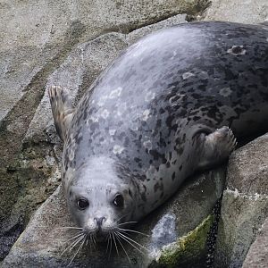 Spotted Seal