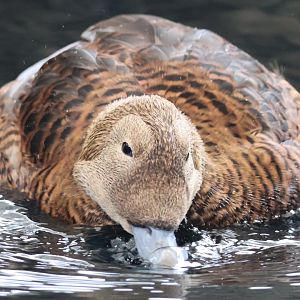 Spectacled Eider