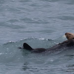 Sea Otter