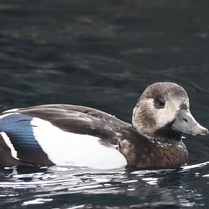 Stellars Eider