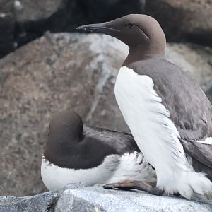 Common Murre