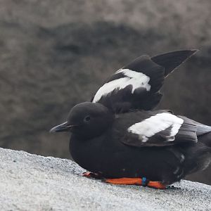 Pigeon Guillemot