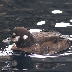 Harlequin Duck