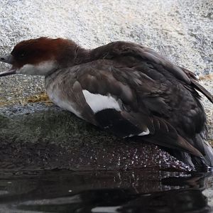 Smew