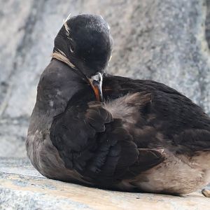 Rhinoceros Auklet