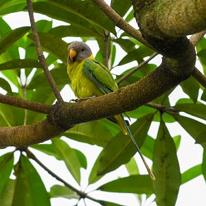 Blossom-headed Parakeet