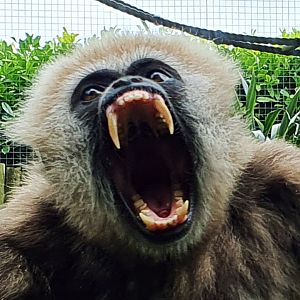 Lar gibbon yawning