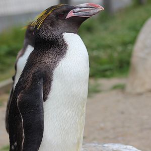 Macaroni Penguin at Folly Farm 2021