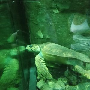 Loggerhead Sea Turtle