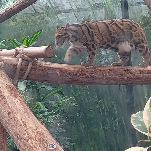 Clouded Leopard