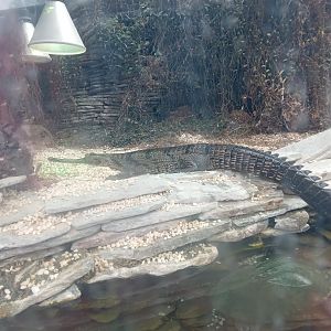 Gharial