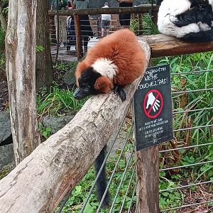 Red Ruffed Lemur