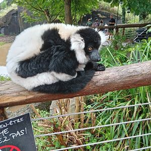 Black & White Ruffed Lemur