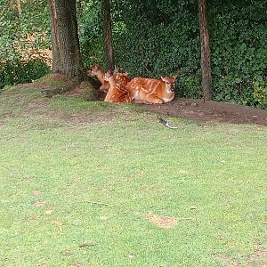 Sitatunga