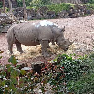 Southern White Rhinoceros