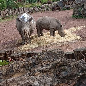 Southern White Rhinoceros