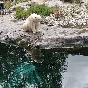 Polar Bear