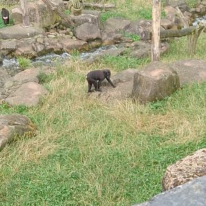 Sulawesi Crested Macaque