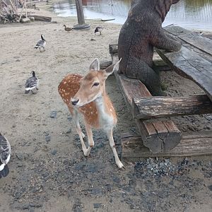 Fallow Deer