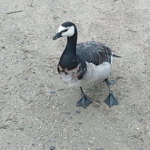 Barnacle Goose