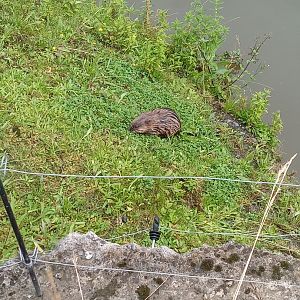 Eurasian Beaver