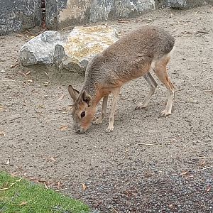 Patagonian Mara