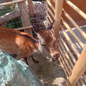 Sika Deer