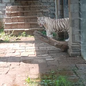 White Tiger