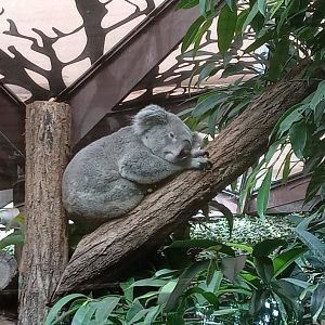 Koala