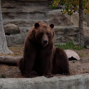 Detroit Zoo Grizzly Bear 2020