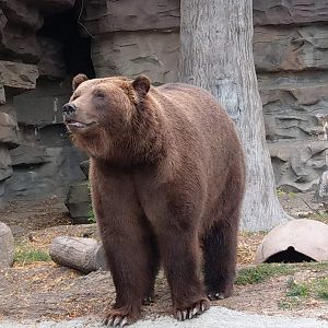 Detroit Zoo Grizzly Bear 2020