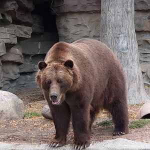 Detroit Zoo Grizzly Bear 2020