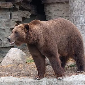 Detroit Zoo Grizzly Bear 2020