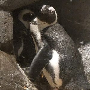 African Penguins