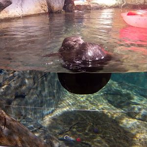 Sea Otter