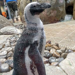 African Penguin