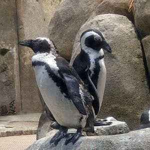 African Penguin