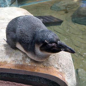 African Penguin