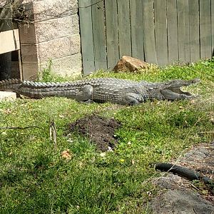 Nile Crocodile