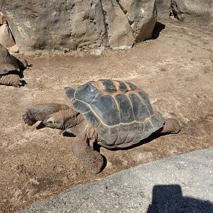 Aldabra Tortoise