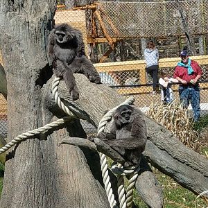 Javan Gibbon