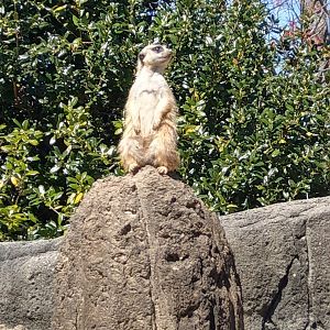 Meerkat