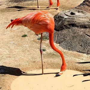 American Flamingo
