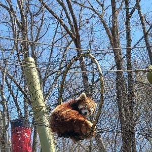 Red Panda