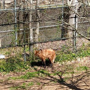 Maned Wolf