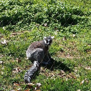 Ring-Tailed Lemur
