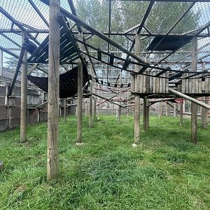 Francois Langur Exhibit