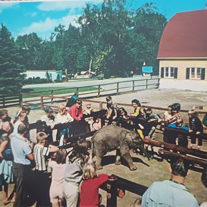 Story Book Gardens Baby Elephant Postcard