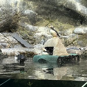 Floating Puffin Enrichment
