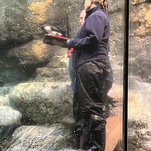 Keepers with Parakeet Auklet